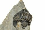 Hollardops Trilobite Fossil With Cornuproetus - Ofaten, Morocco #327548-7